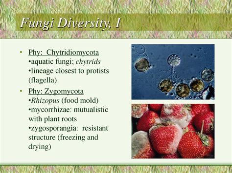 how are chytrids similar to protists